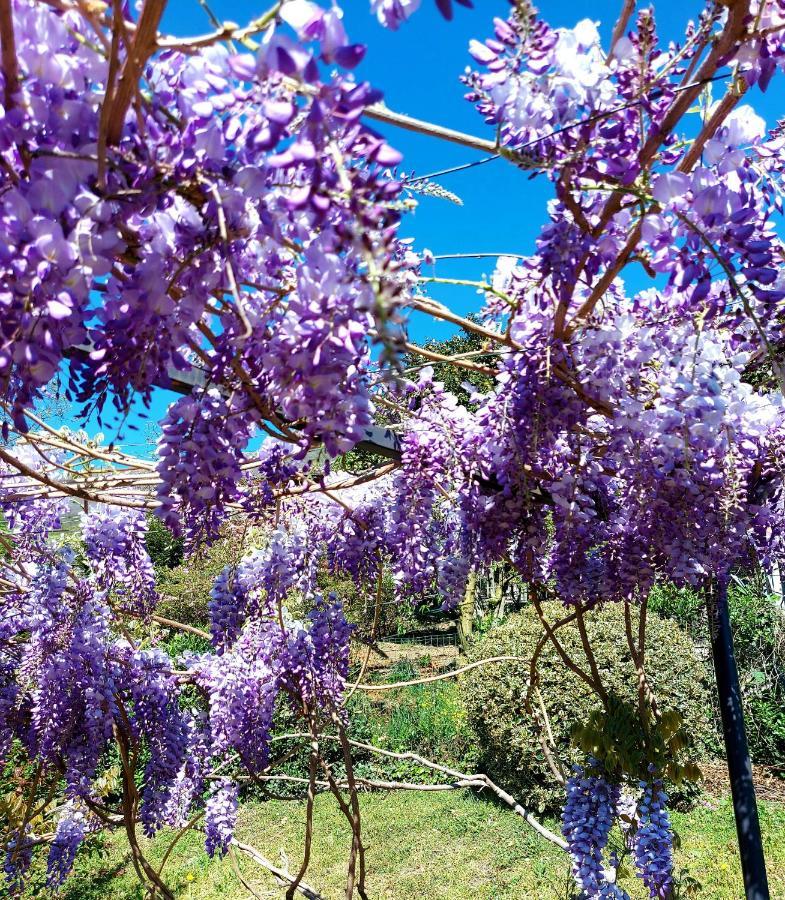 Casa Vacanza Il Glicine Casale Corte Cerro Екстер'єр фото
